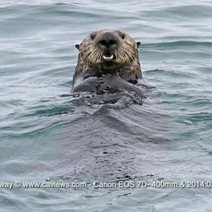 Meet your Posher, Kara